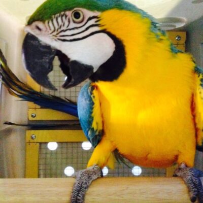 Add-photo-11-Macaw