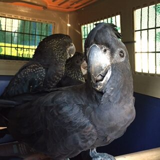 Add-photo-17-Red-Tail-Cockatoo