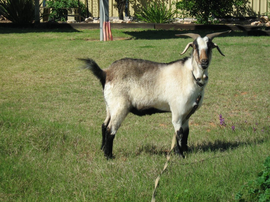 Goat-e1487503321741